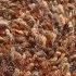 Rust/Brown/Taupe/Cream